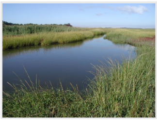 Marsh area on Cape Cod