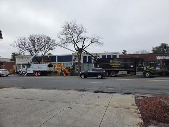 Two tree cutting trucks taking down tree.