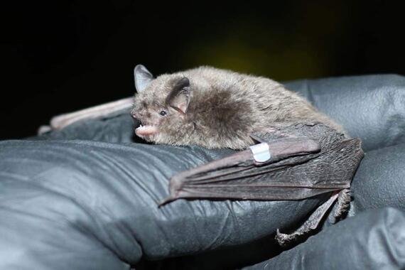 Indiana bat (Myotis sodalis)