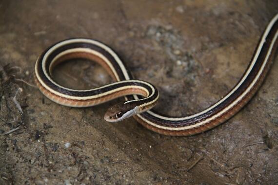 Eastern Ribbonsnake | Mass.gov