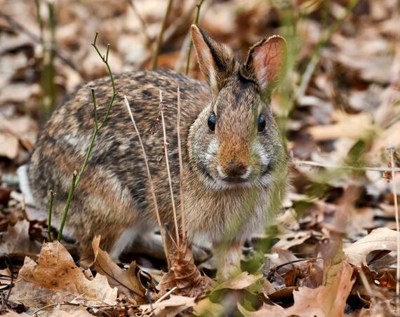 New England Cottontail | Mass.gov