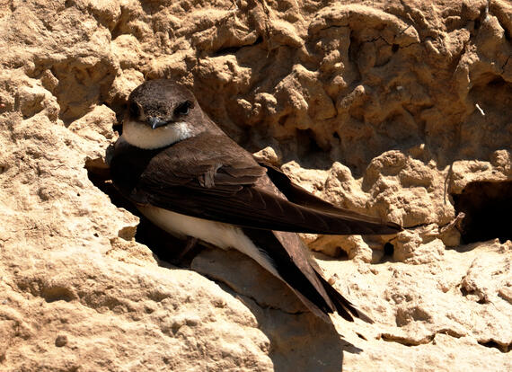 Bank Swallow | Mass.gov