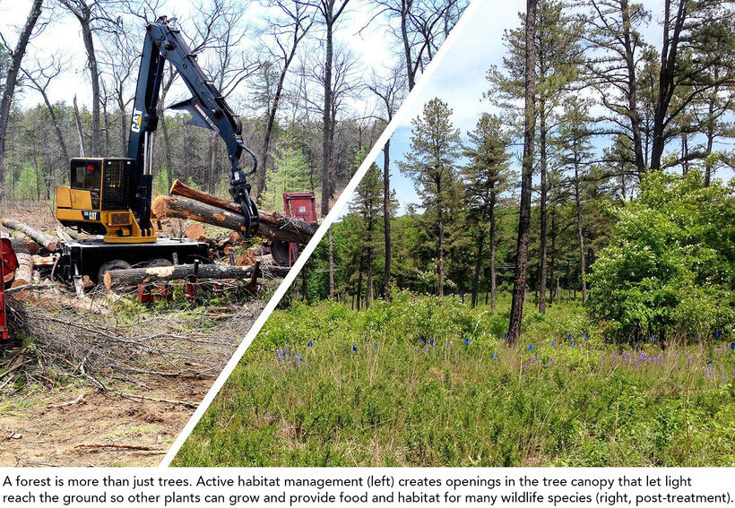 Why cutting trees isn't always a bad thing Mass.gov
