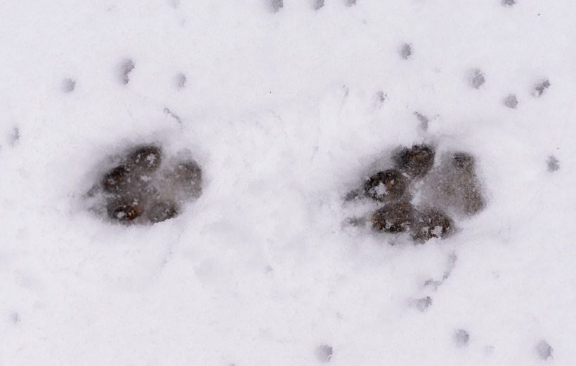 two coyote paw prints in snow