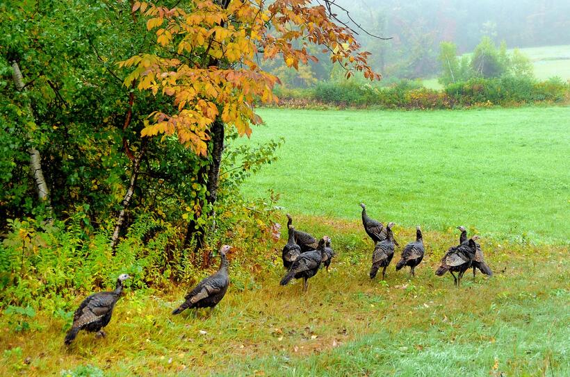 Where do turkeys gobble? | Mass.gov