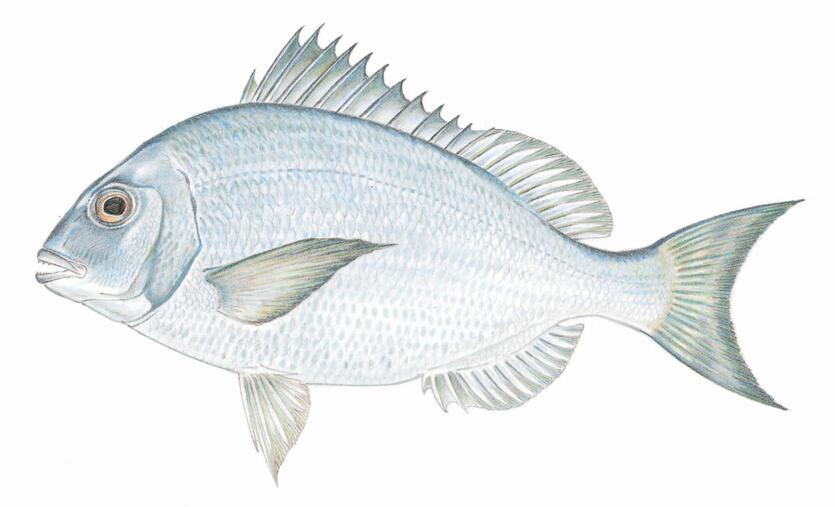 Scup Fish Clean Learn about: Scup | Mass.gov