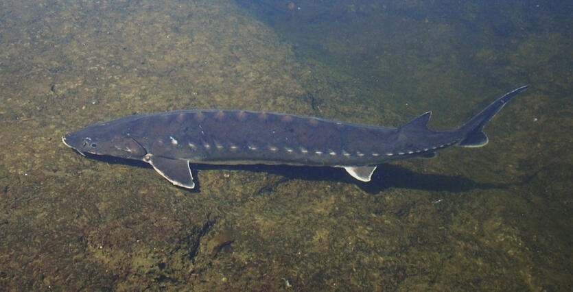 Species Spotlight: Shortnose sturgeon | Mass.gov