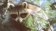 Raccoon perched up in pine tree