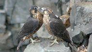 2 juvenile peregrine falcons perched on a rock.