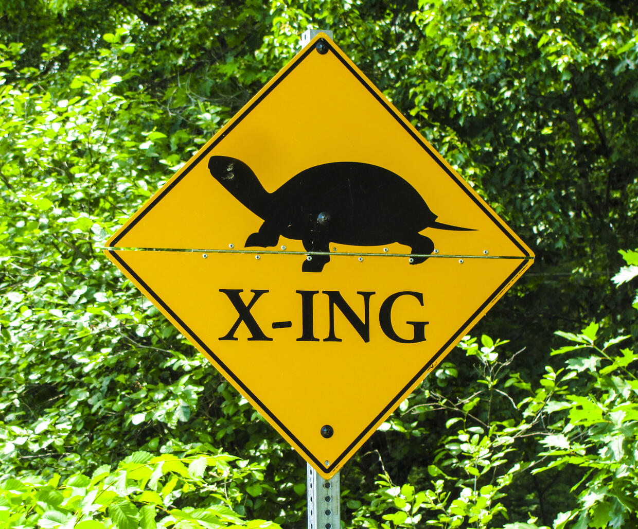 turtle crossing