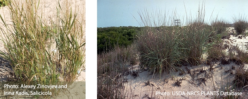 photos of coastal panic grass