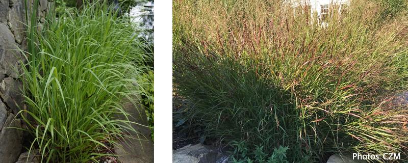 photos of switchgrass