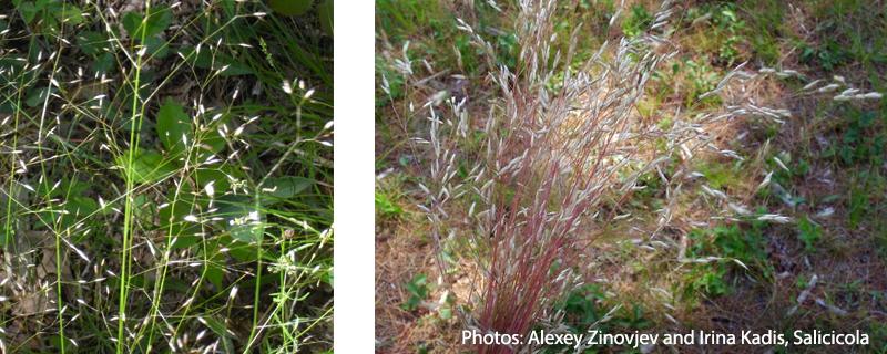 photos of wavy hairgrass