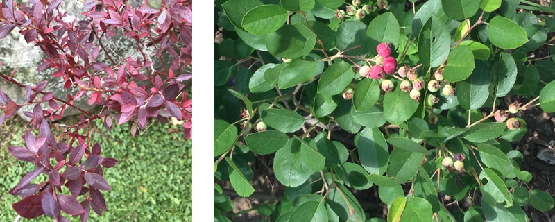 photos of highbush blueberry
