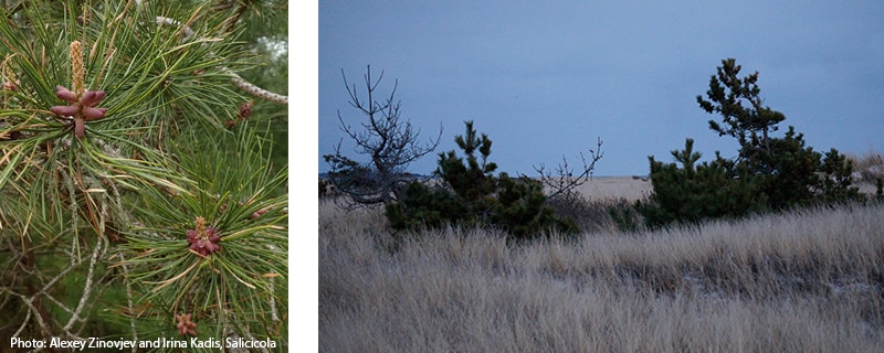 photos of pitch pine