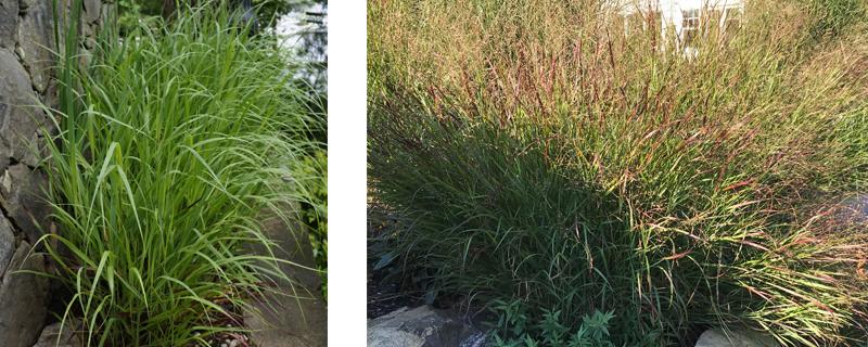 photos of switchgrass