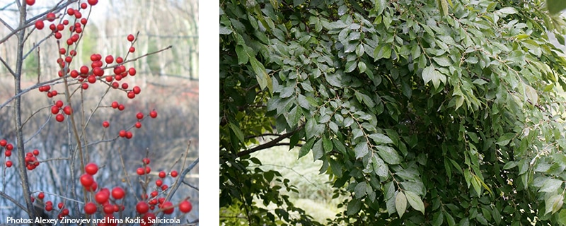 photos of winterberry
