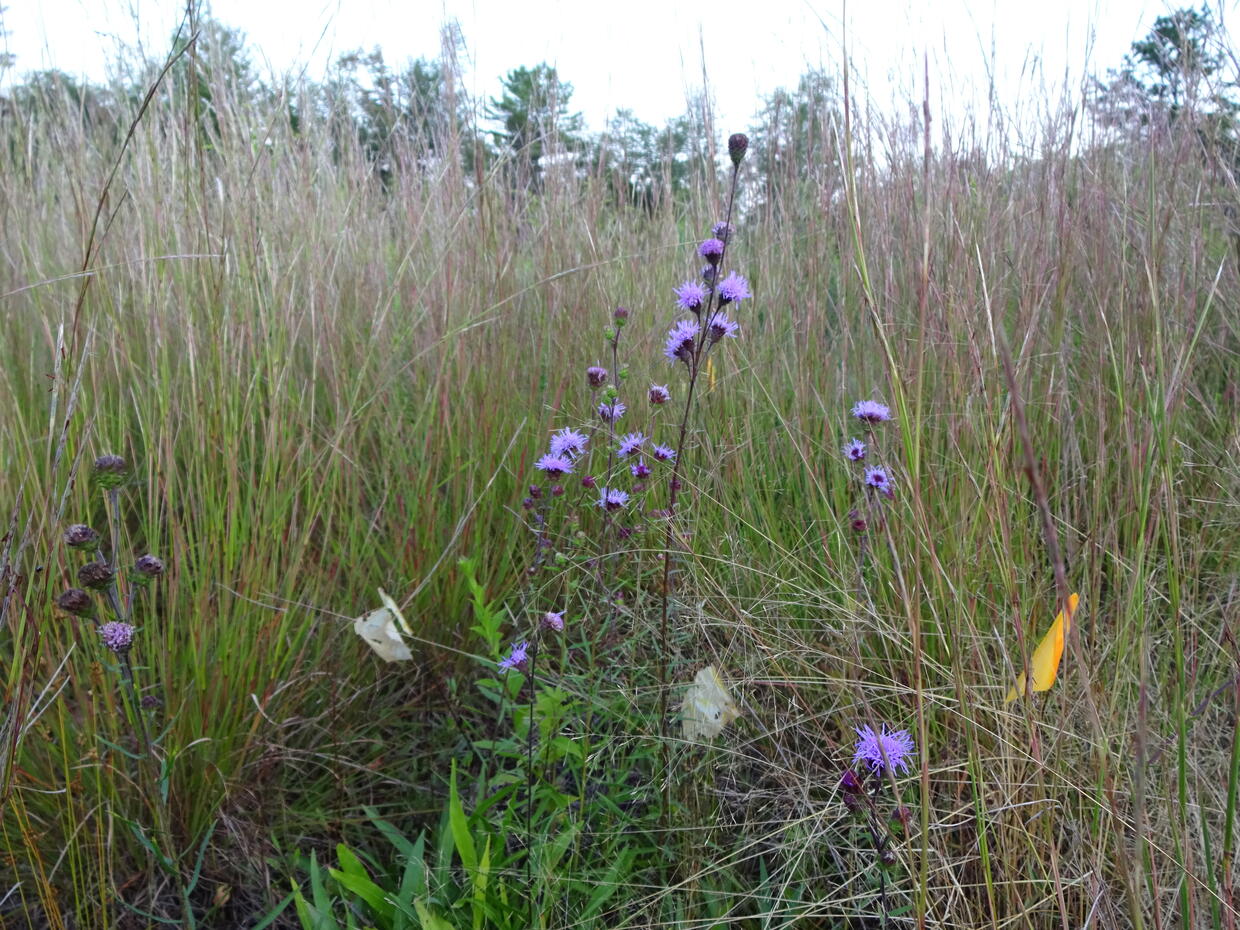 New England blazing star