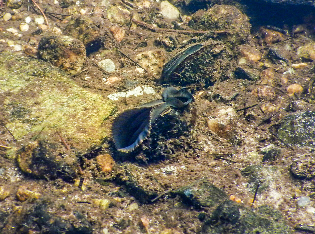 eastern pearlshell mussel