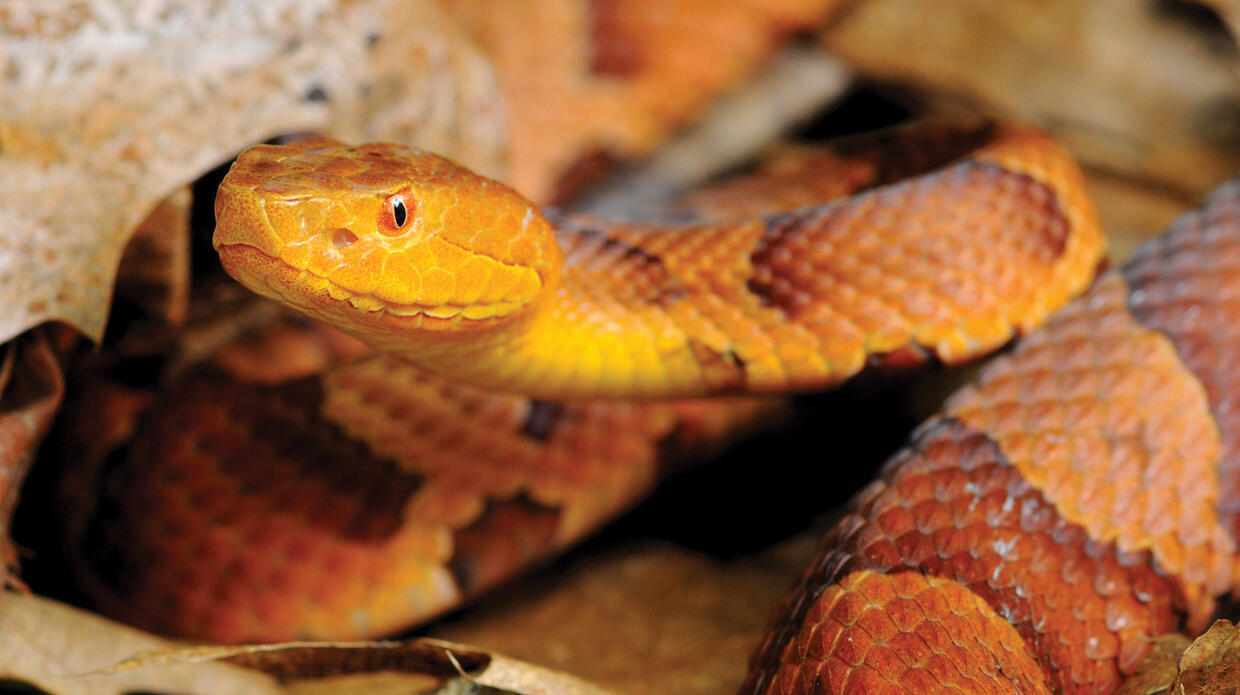 Copperhead head