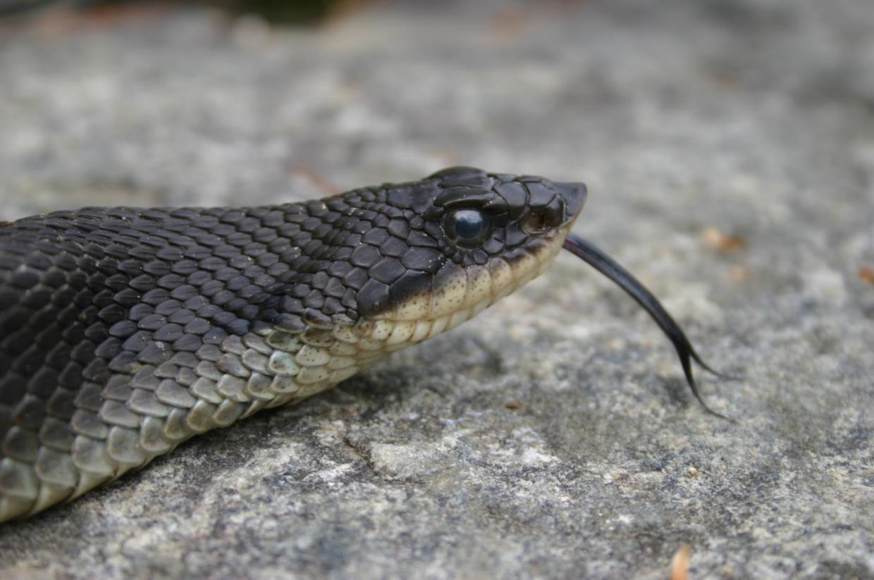 Eastern hog-nosed snake