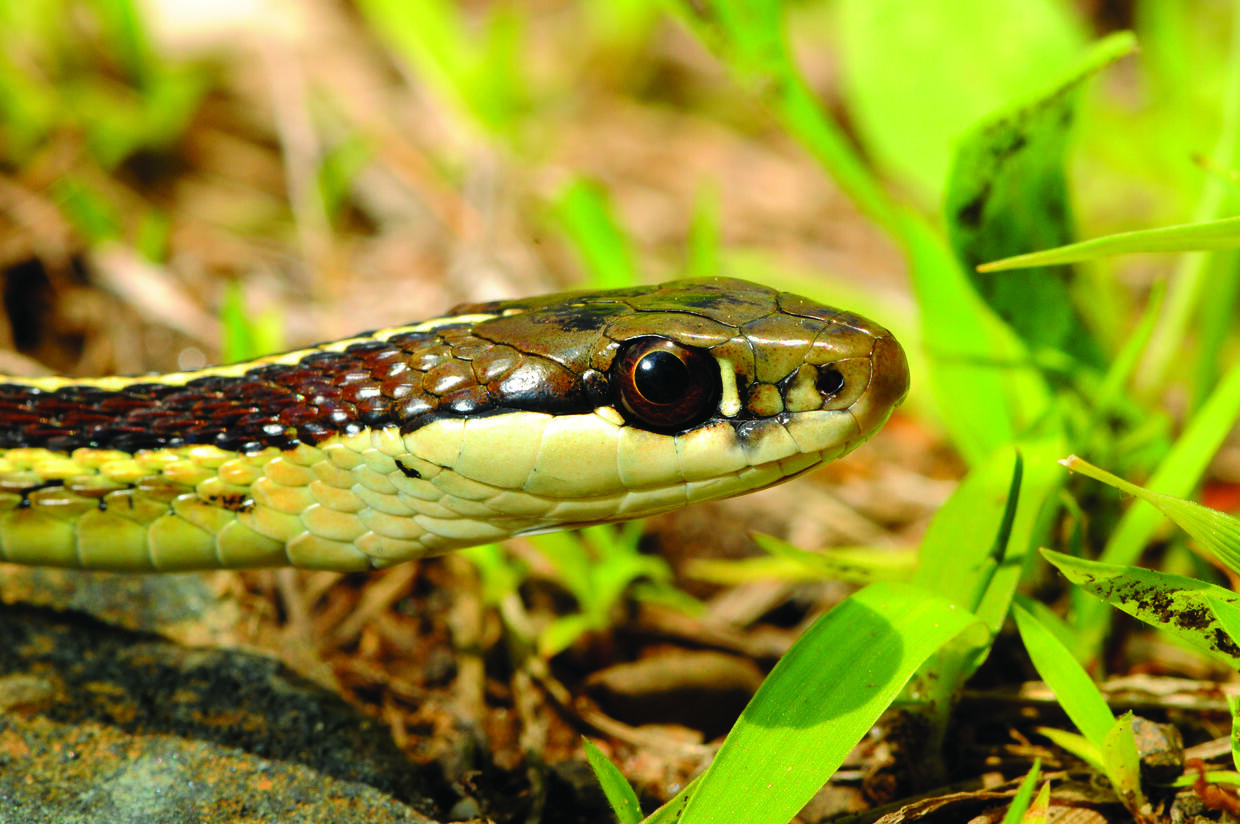 Ribbon snake head