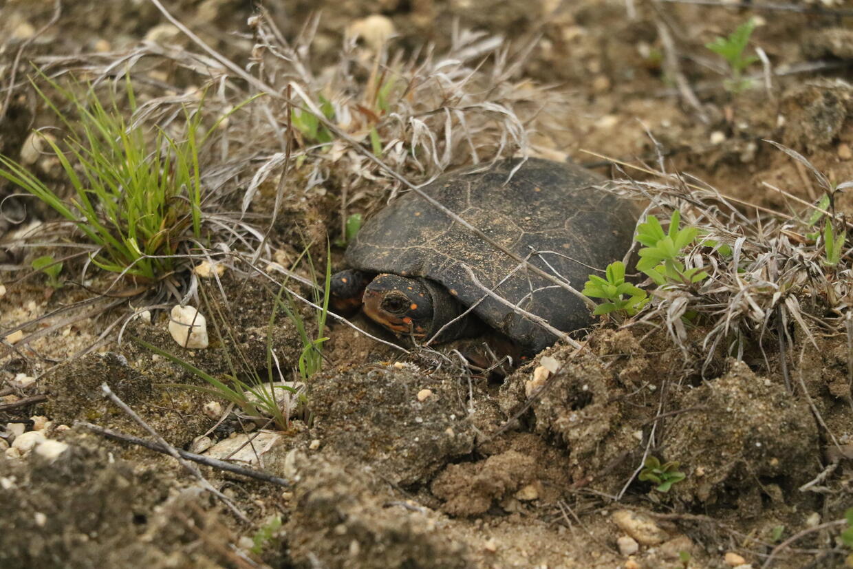 turtle nesting