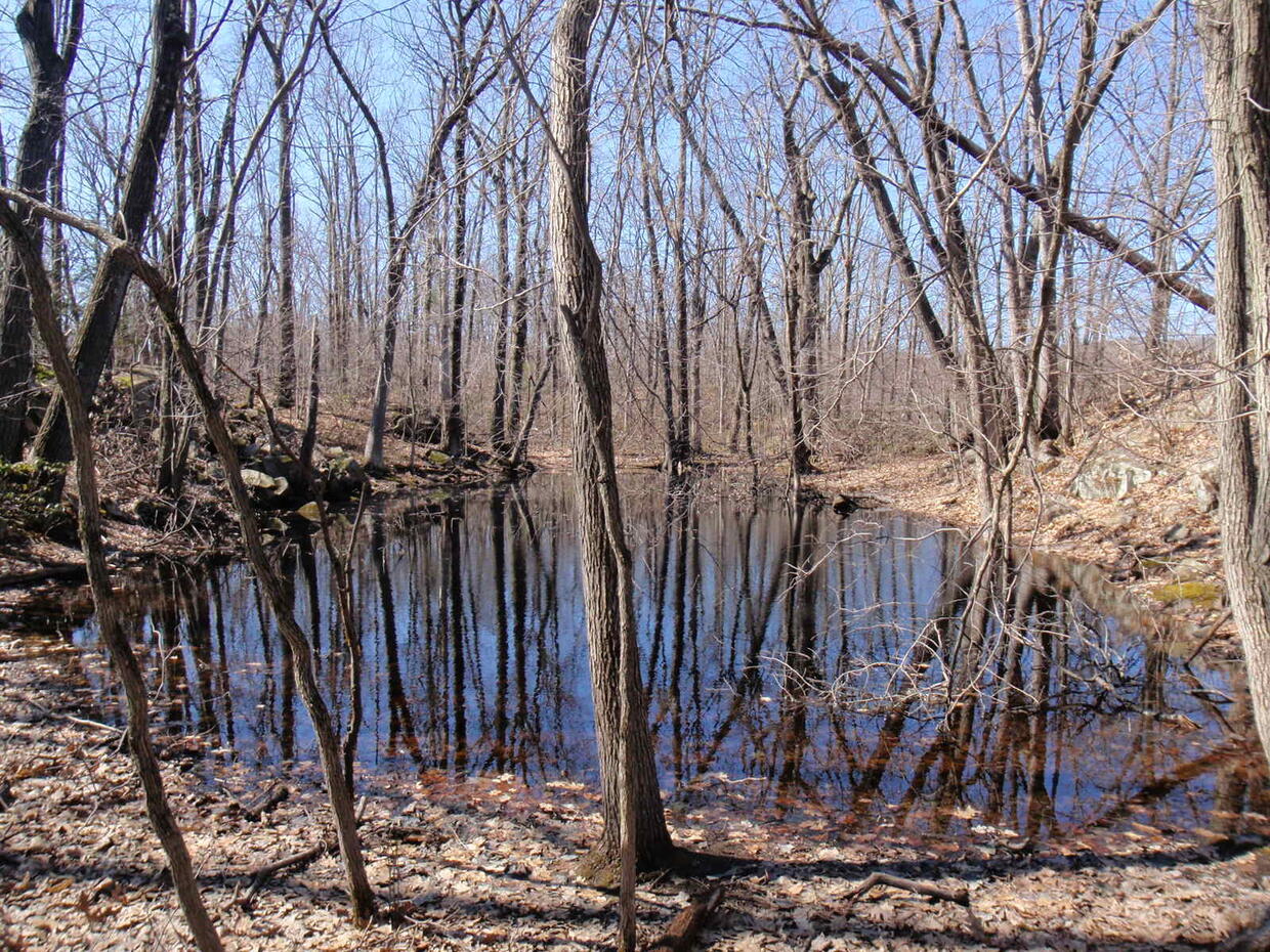 A typical vernal pool used for breeding by Jefferson salamander.