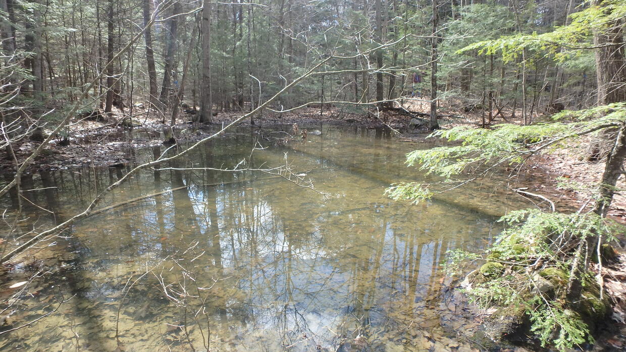 Runoff from a dirt road in western Massachusetts has entered this vernal pool, making the water turbid and coating the leaf-litter bottom with sediment.