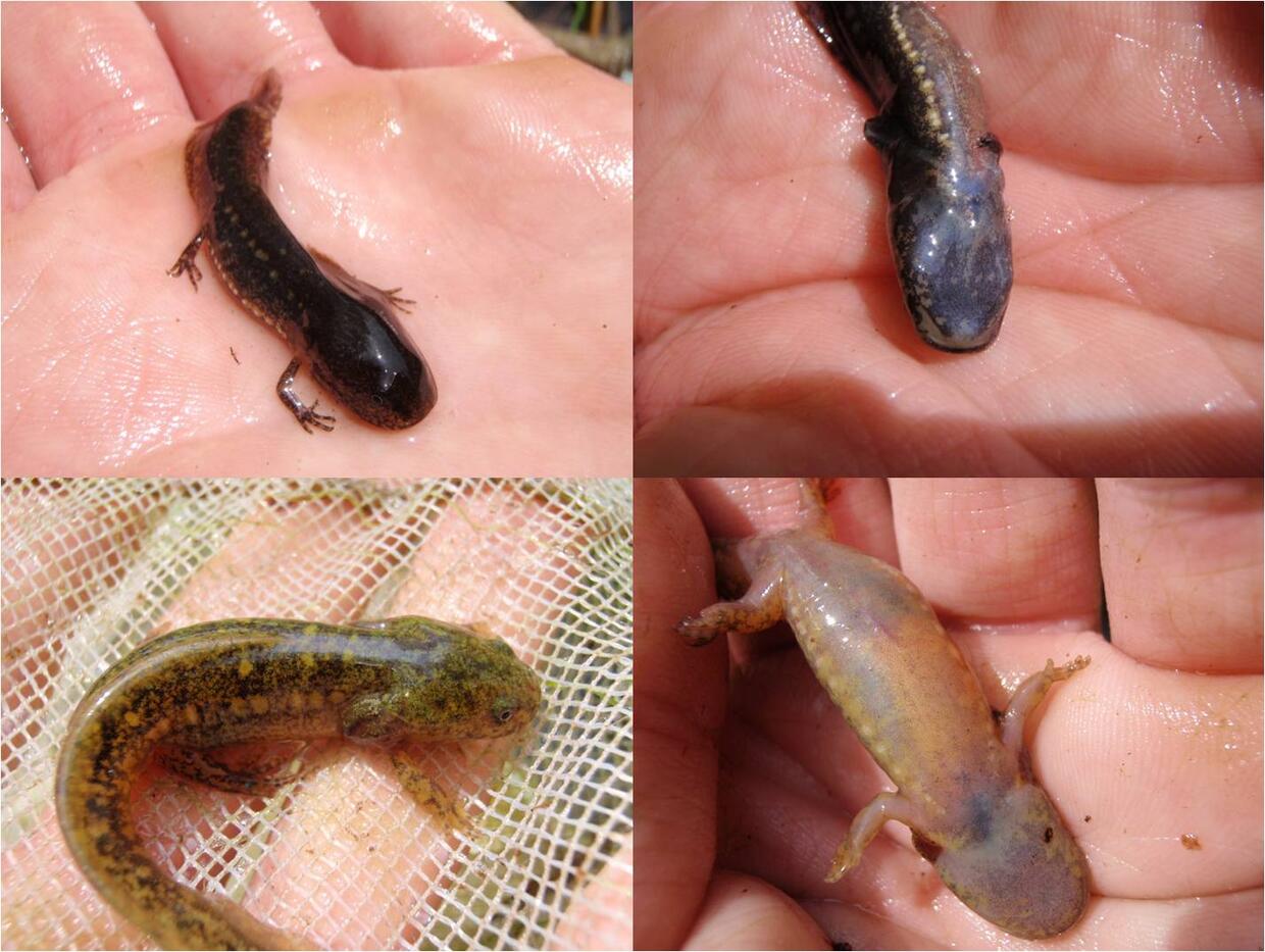 Basal coloration of the marbled salamander larva 