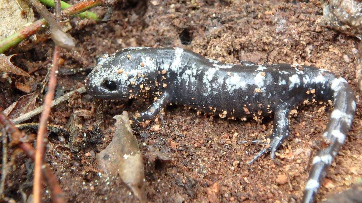 A juvenile marbled salamander 