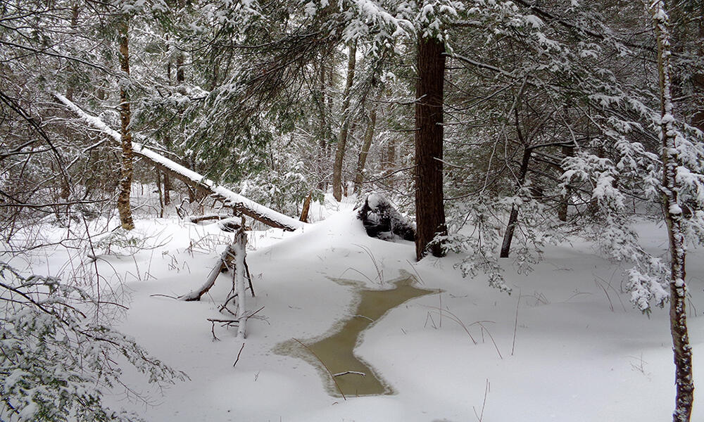 Forest swamps and seeps habitat