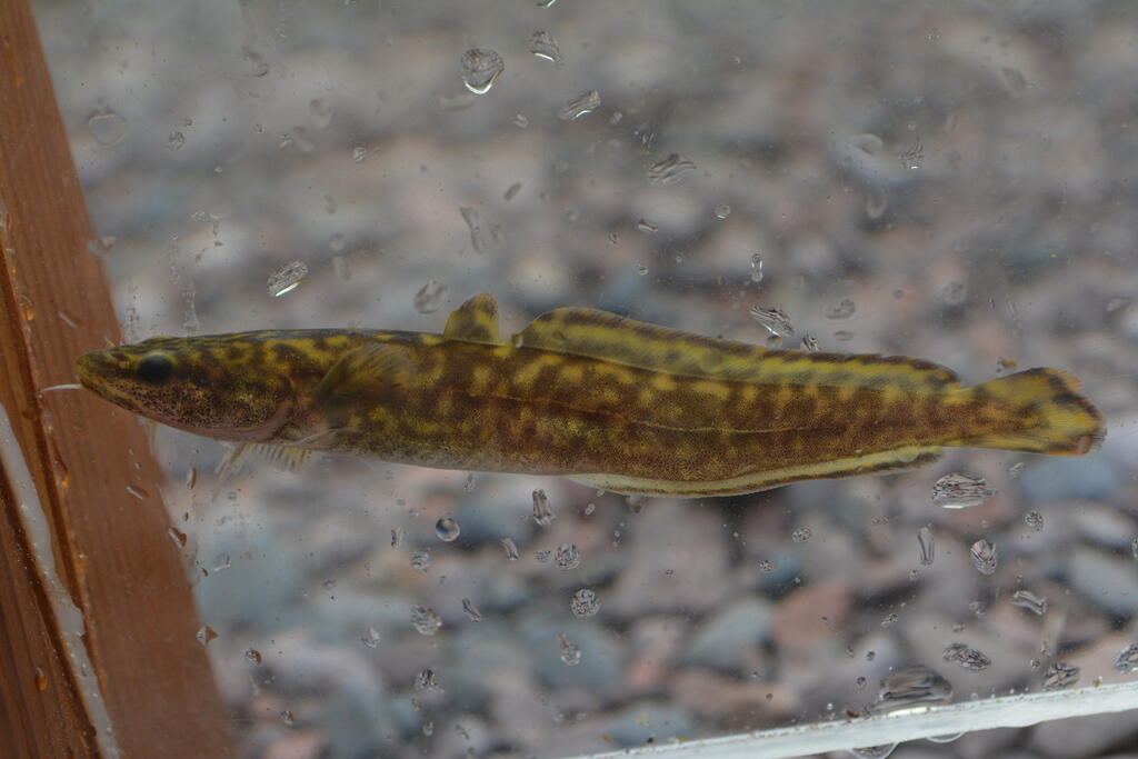 Burbot | Mass.gov