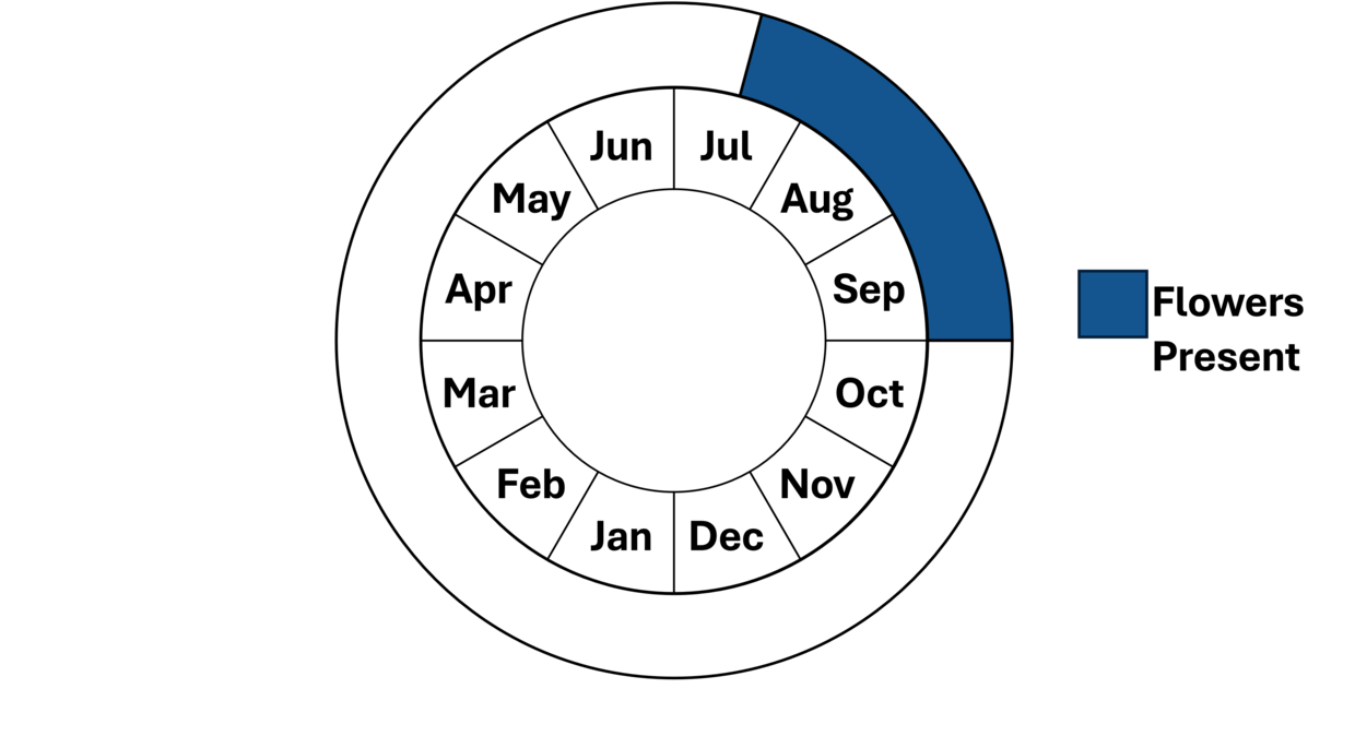 Shore Pygmy weed Mass gov shore-pygmy-weed-mass-gov