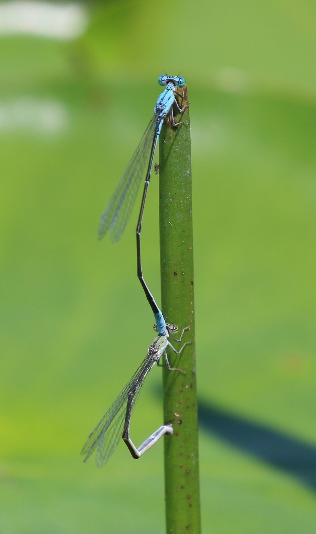 Attenuated Bluet | Mass.gov