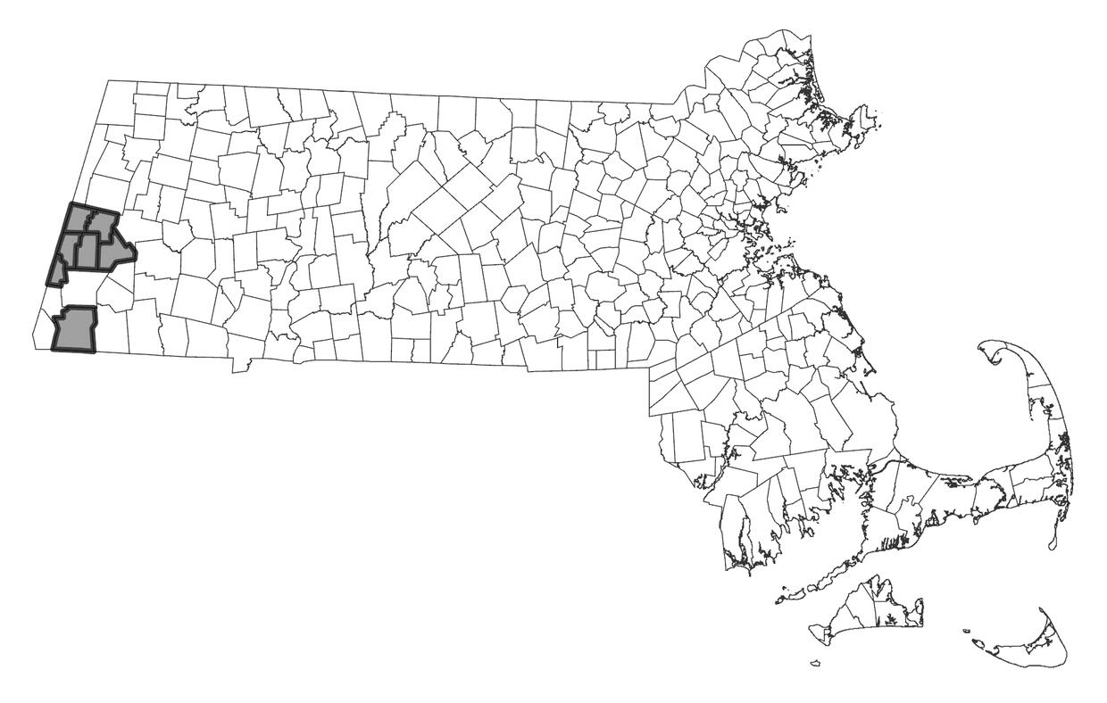 Labrador Bedstraw | Mass.gov