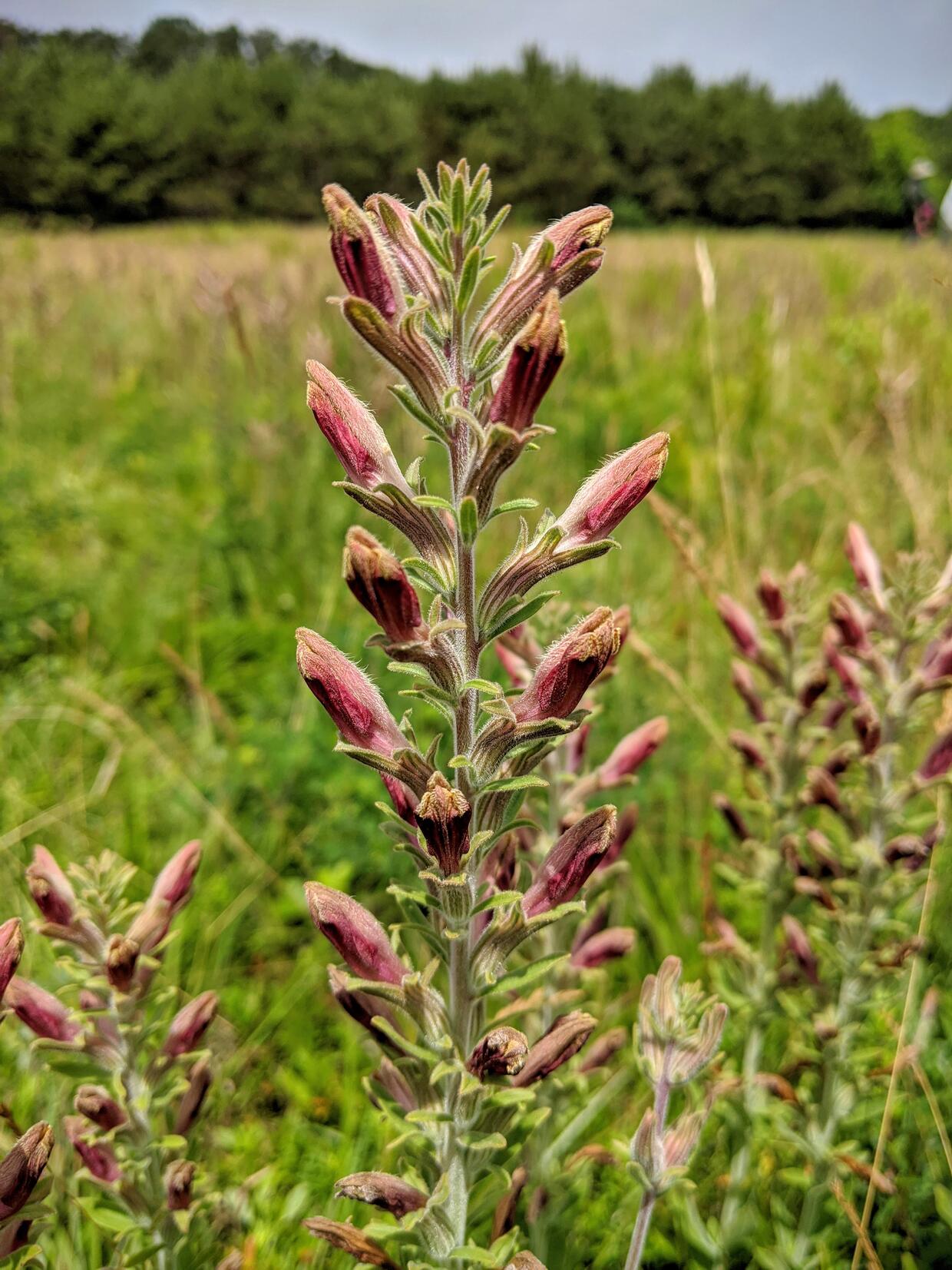 American Chaffseed | Mass.gov