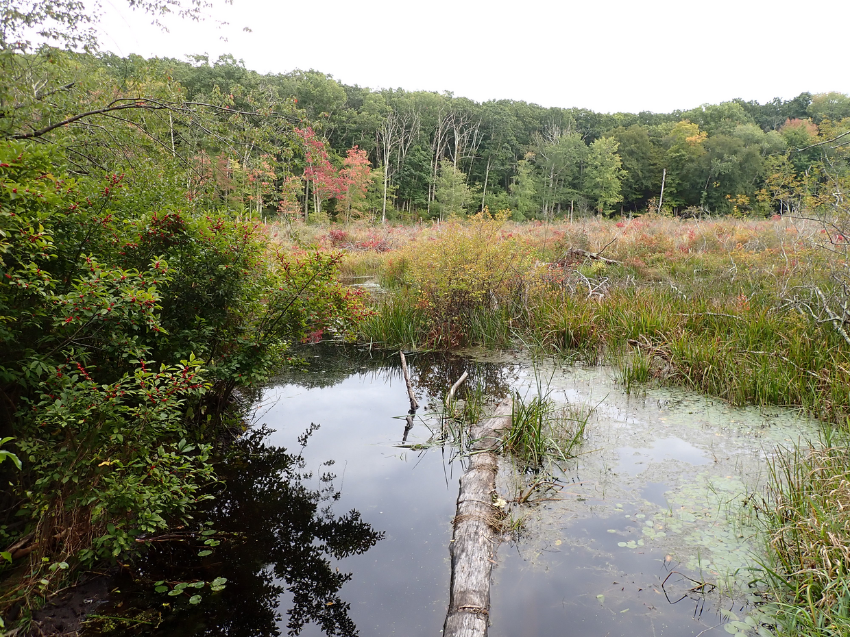 Shrub swamp