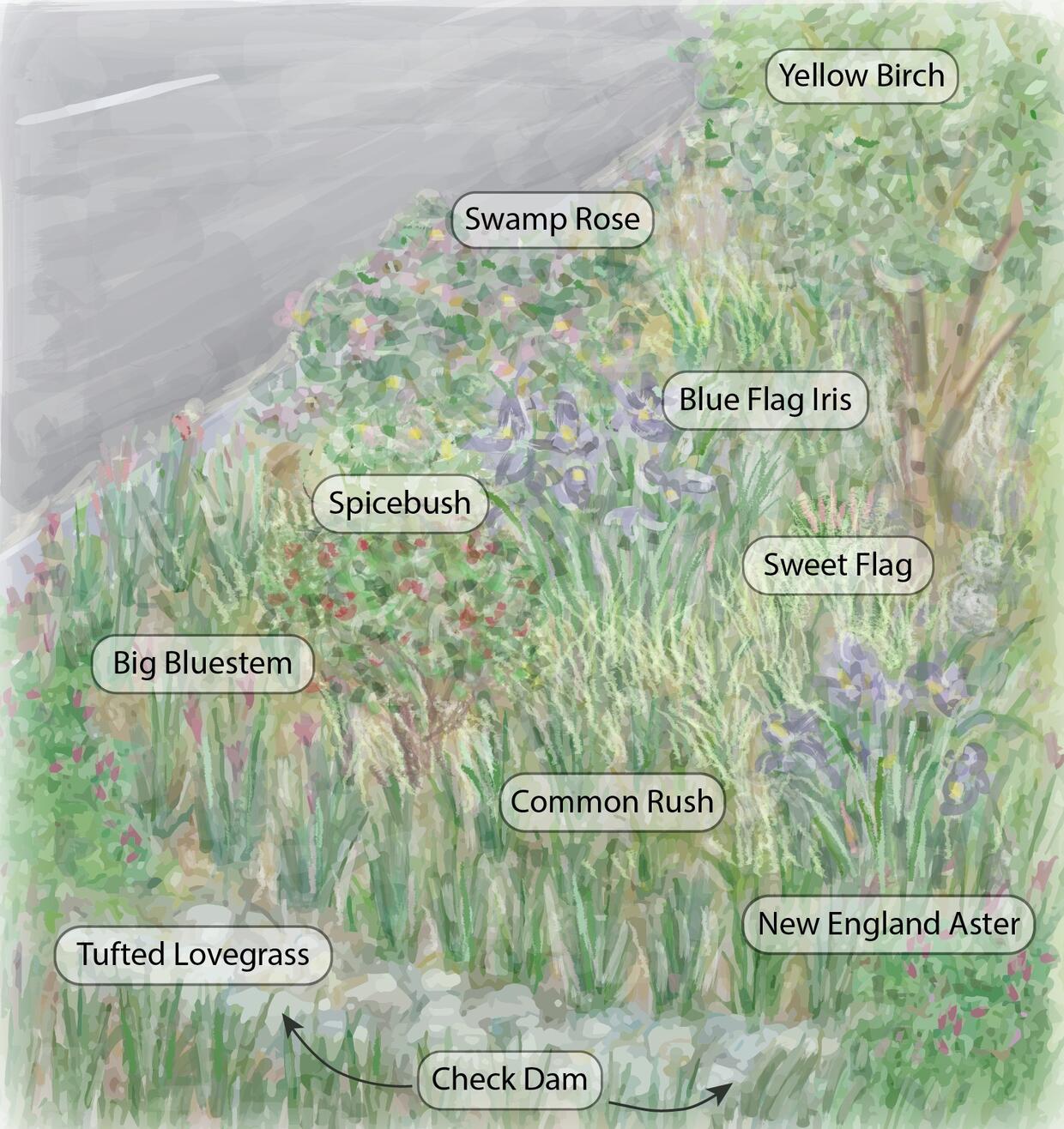 Stormwater Solutions for Homeowners Fact Sheet: Vegetated Swales | Mass.gov