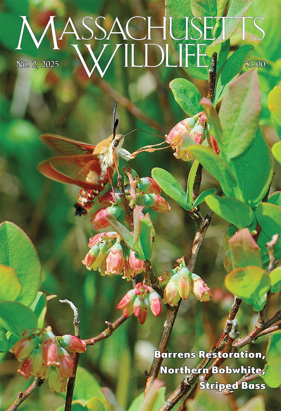 front cover of MassWildlife magazine
