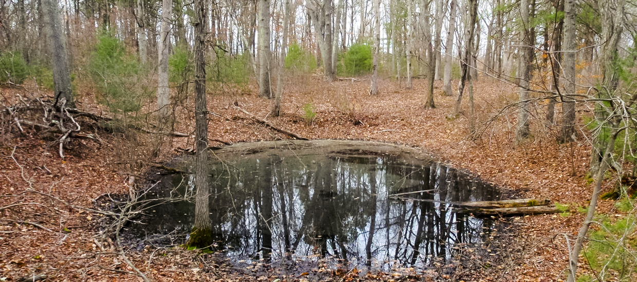 Vernal pool protection Mass.gov