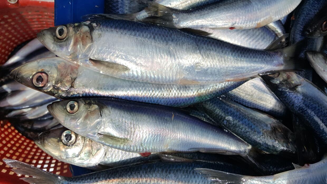learn about atlantic herring