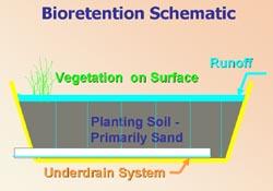 Bioretention visual