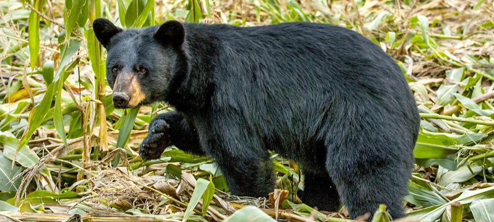 Black Bear Hunting Regulations Mass gov