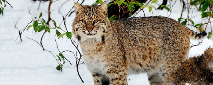 bobcat hunting