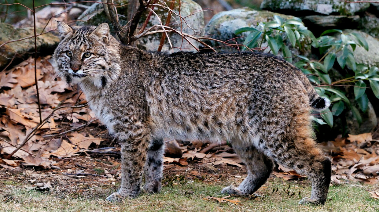 Learn About Bobcats Mass gov Learn About Bobcats Mass gov