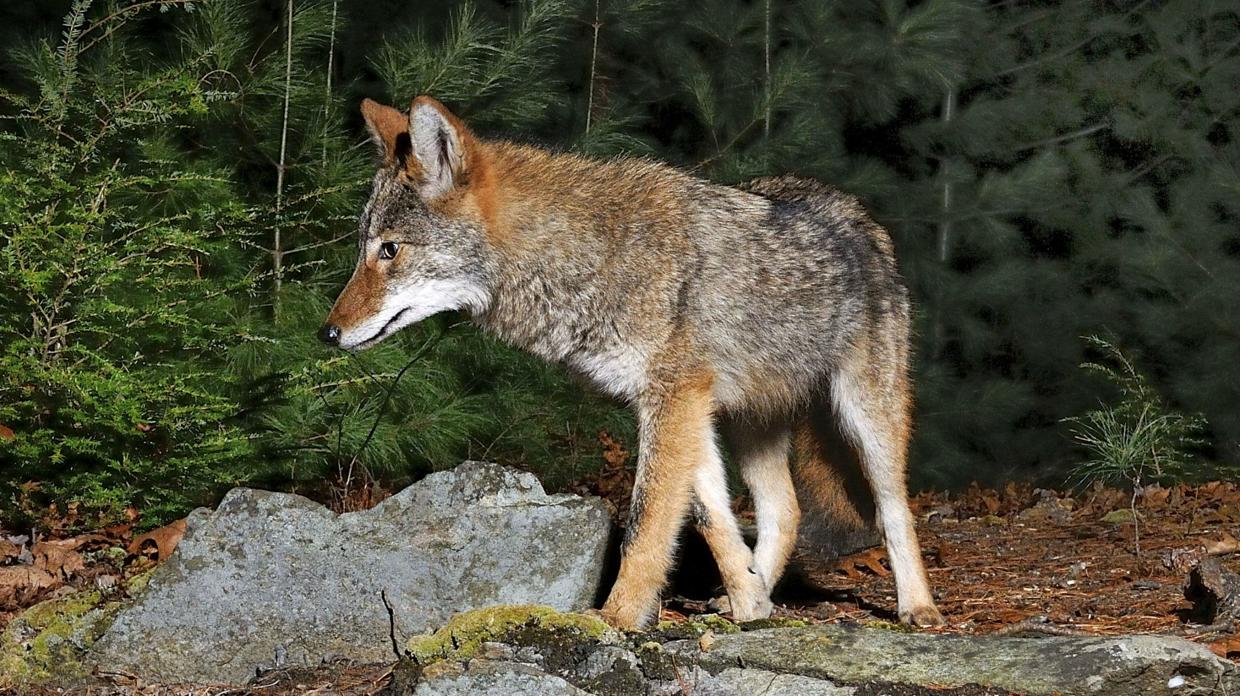 Learn about coyotes | Mass.gov