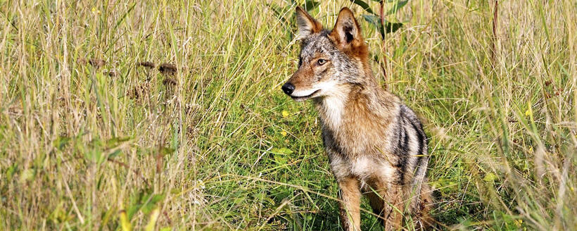 coyote hunting