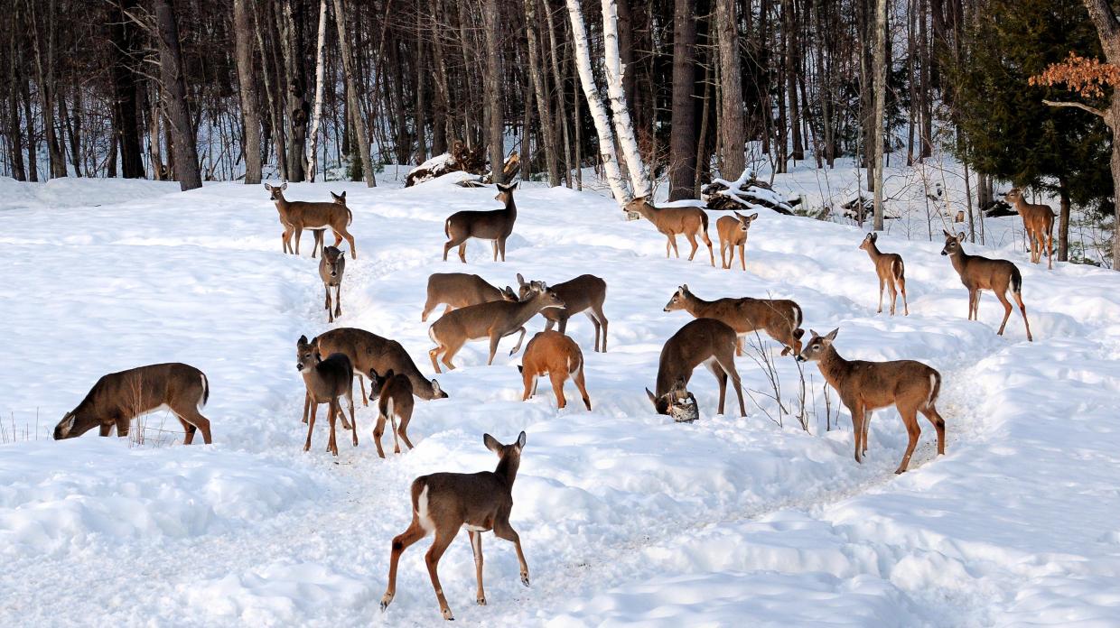 Deer in winter snow
