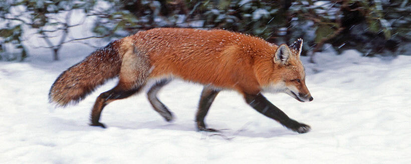 fox hunting